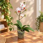 Phalaenopsis Liu's Triprince 'Splash' SM/TOGA *duftend