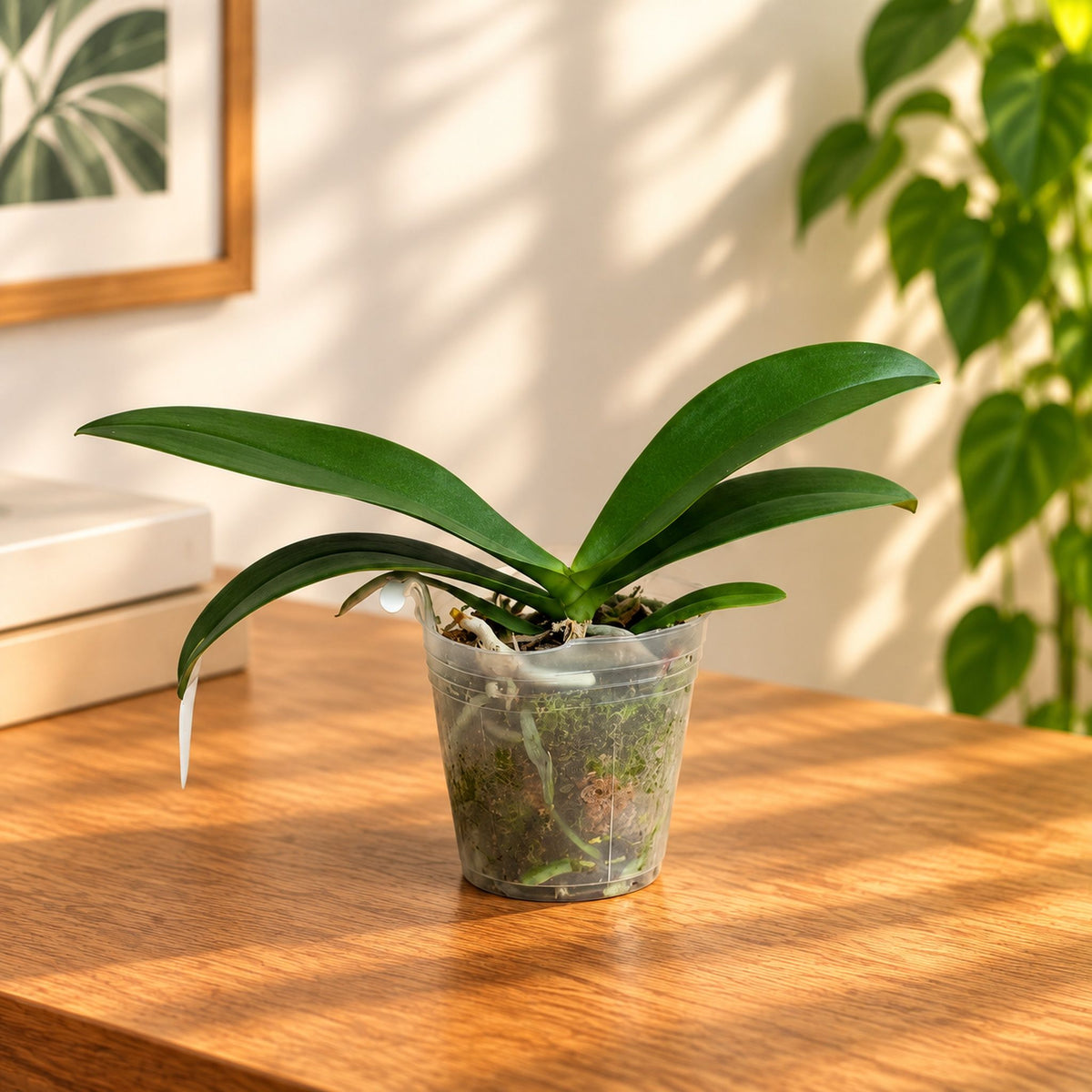 Phalaenopsis Liu's Triprince 'Pink' (pelorisch - Schmetterling) *duftend