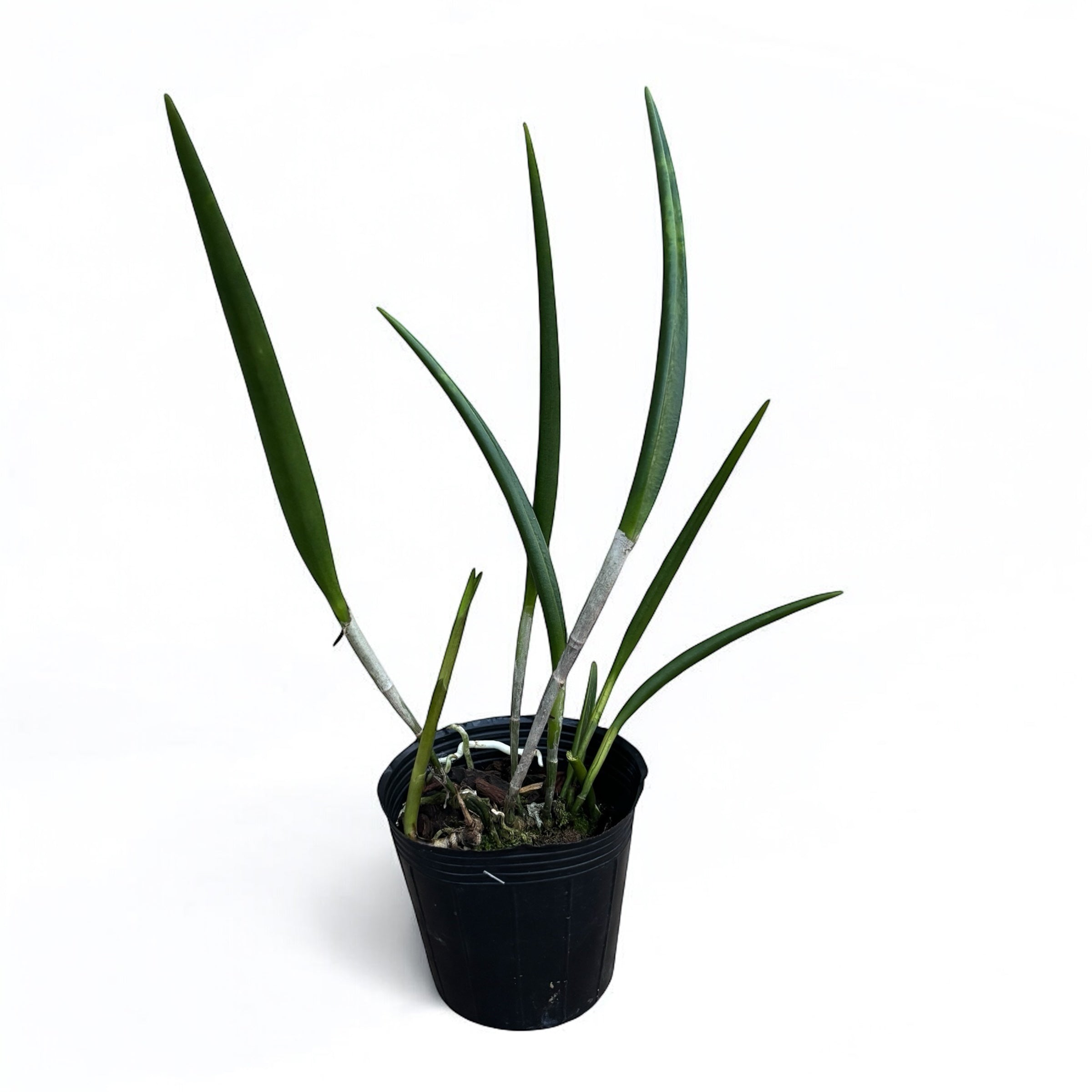 Rhynchovola David Sander 'White Beard' parfumata