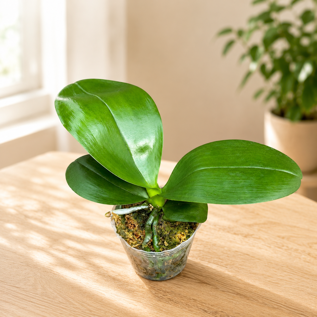 Phalaenopsis Mituo Diamond - flori parfumate