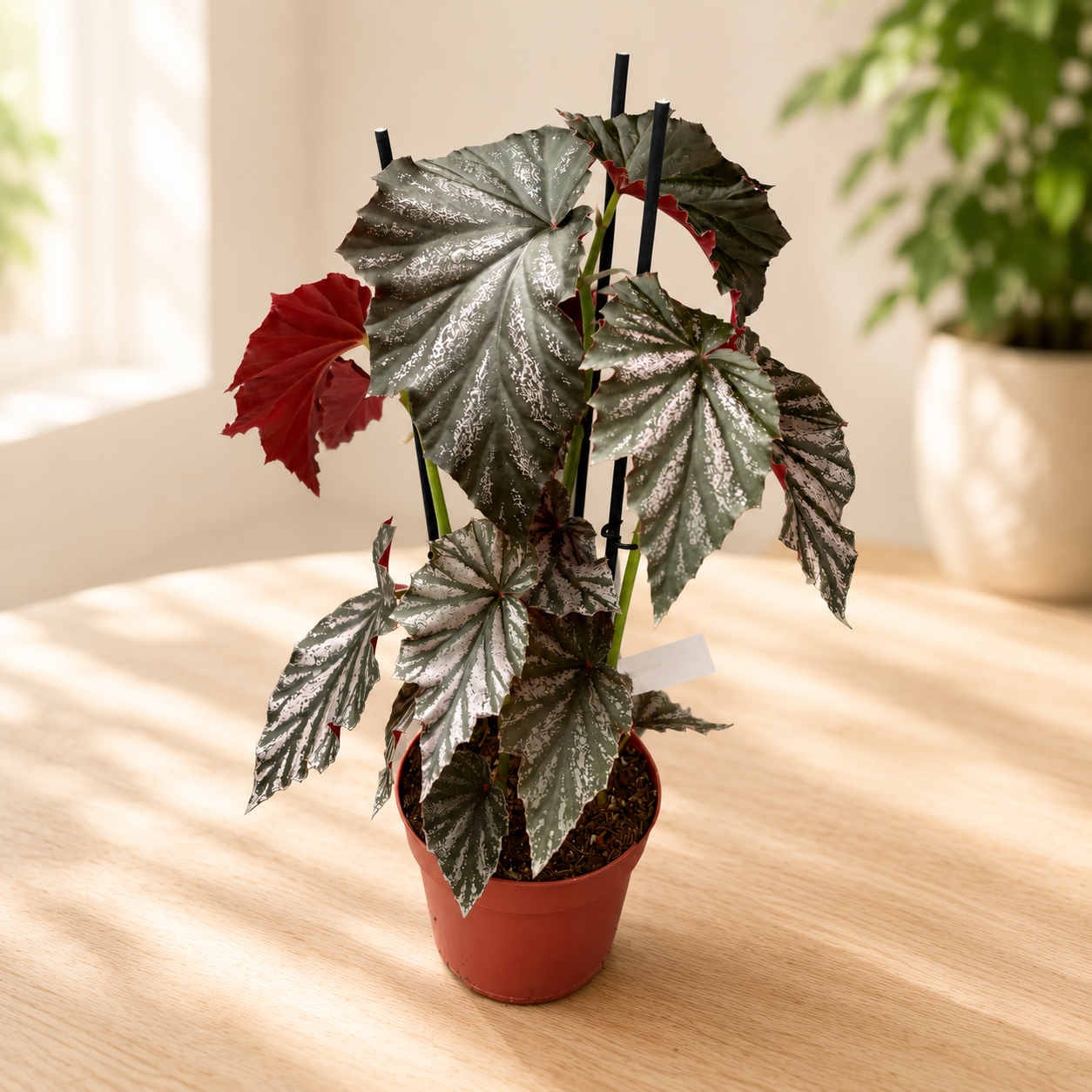 Begonia ‘Garnet’ - begonie de colectie cu frunze metalice