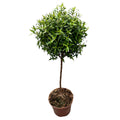 Mirt u loncu (Myrtus Communis) H70 cm