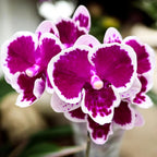 Phalaenopsis Miki Pink Panther *nagy ajak