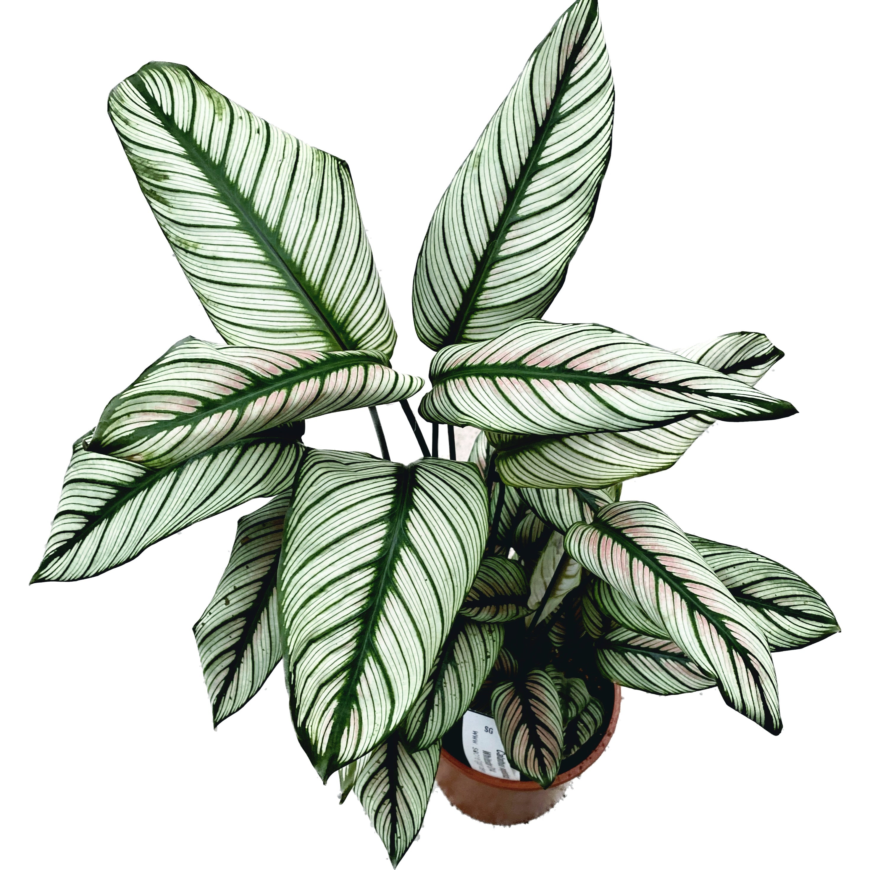 Calathea majestica Whitestar D14