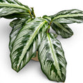Calathea (Goeppertia Undulata x Fucata) - babyplant