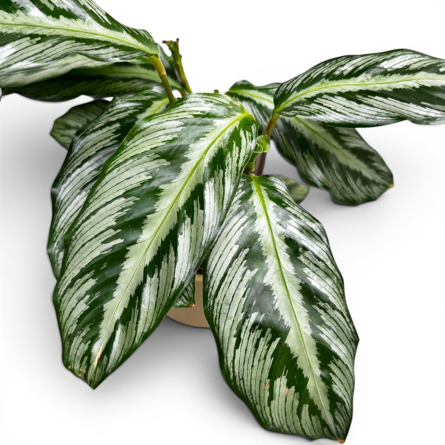 Calathea (Goeppertia Undulata x Fucata) - babyplant