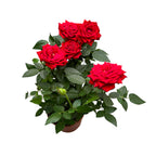Rosa Favourite Red - stora röda blommor 3pp