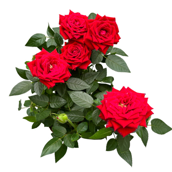 Rosa Favorite Red – große rote Blüten