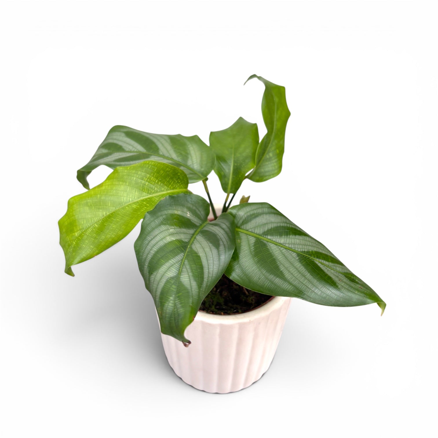 Calathea Freddie D6 - Babypflanze