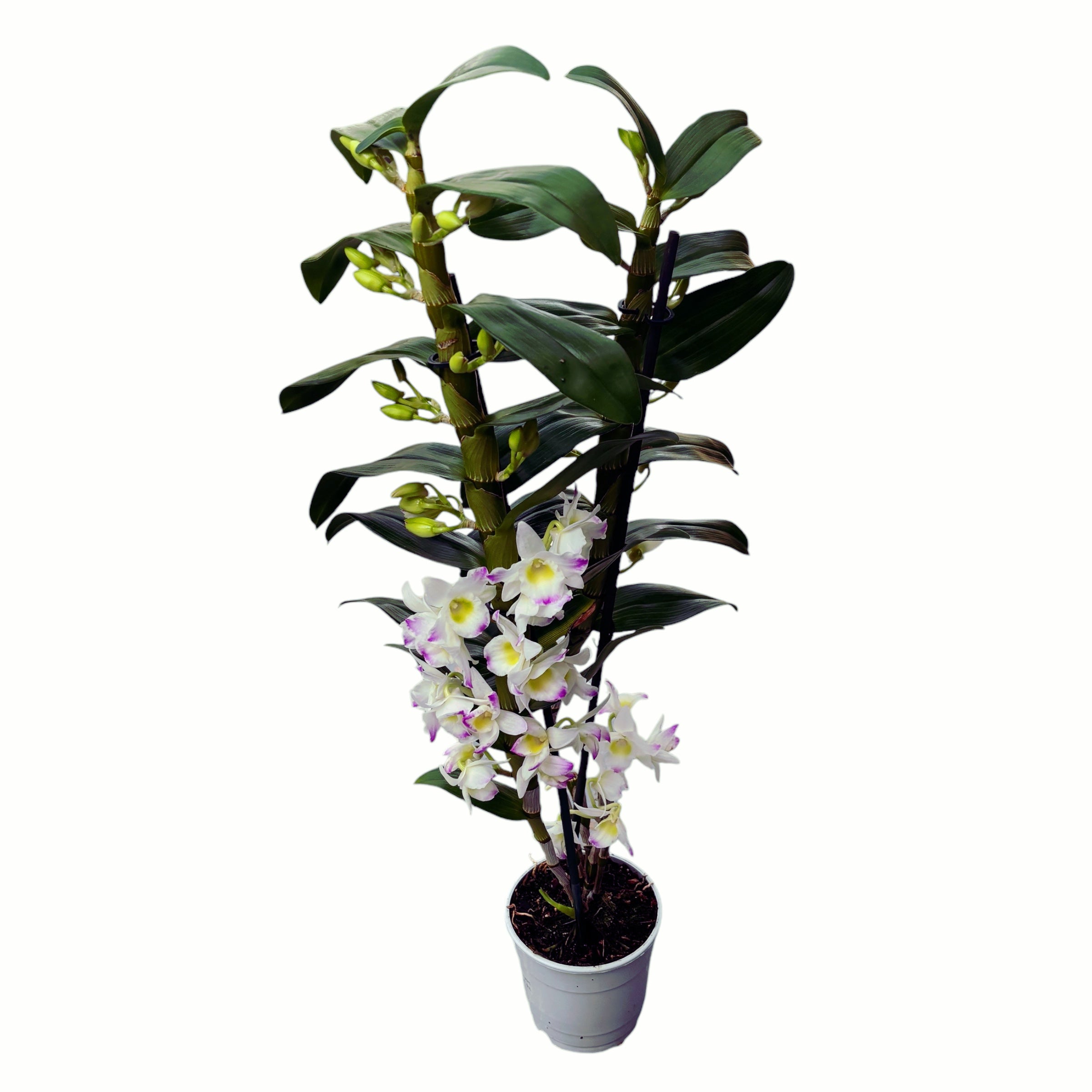 Dendrobium Spring Dream 'Kumiko' *duftende Blüten