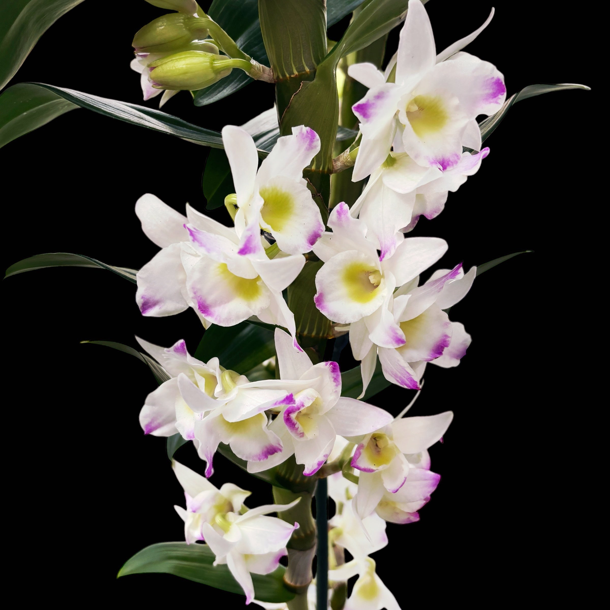 Dendrobium Spring Dream 'Kumiko' *duftende Blüten