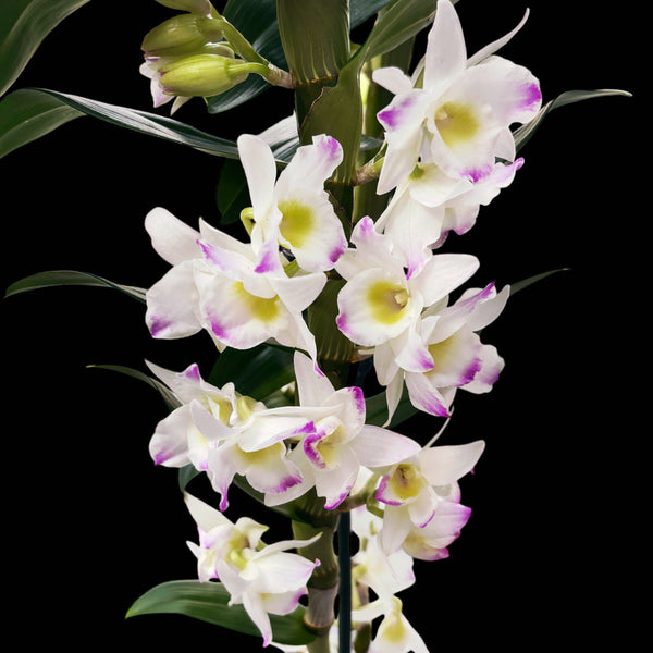 Dendrobium Frühlingstraum 'Kumiko' *duftende Blüten