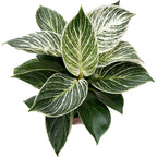 Philodendron Birkin (White Wave, White Measure)