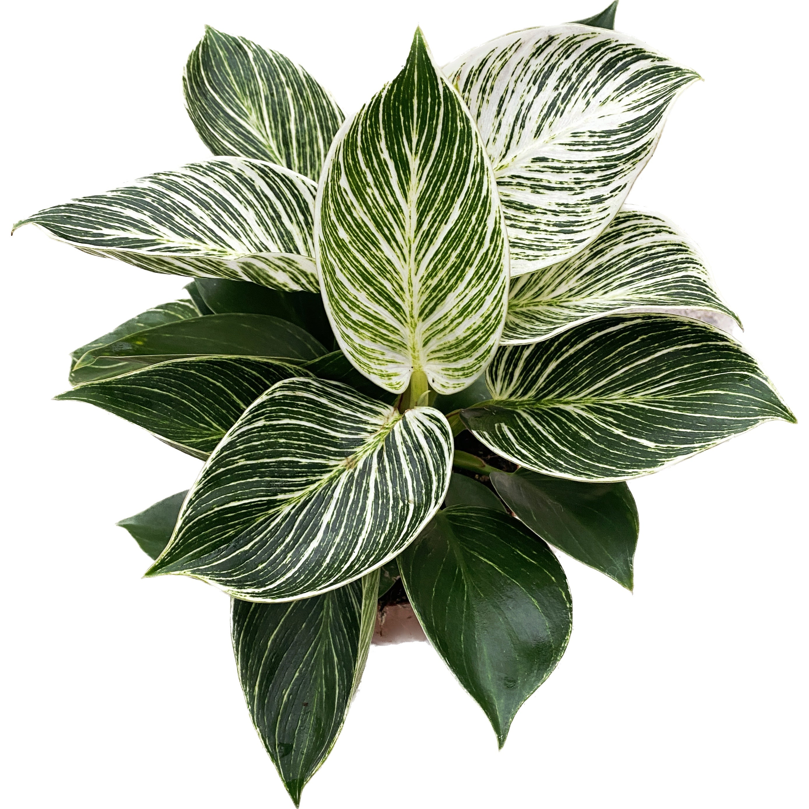 Philodendron Birkin (White Wave, White measure)