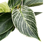 Philodendron Birkin (White Wave, White Measure)