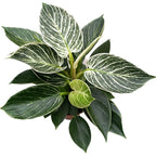 Philodendron Birkin (White Wave, White Measure)