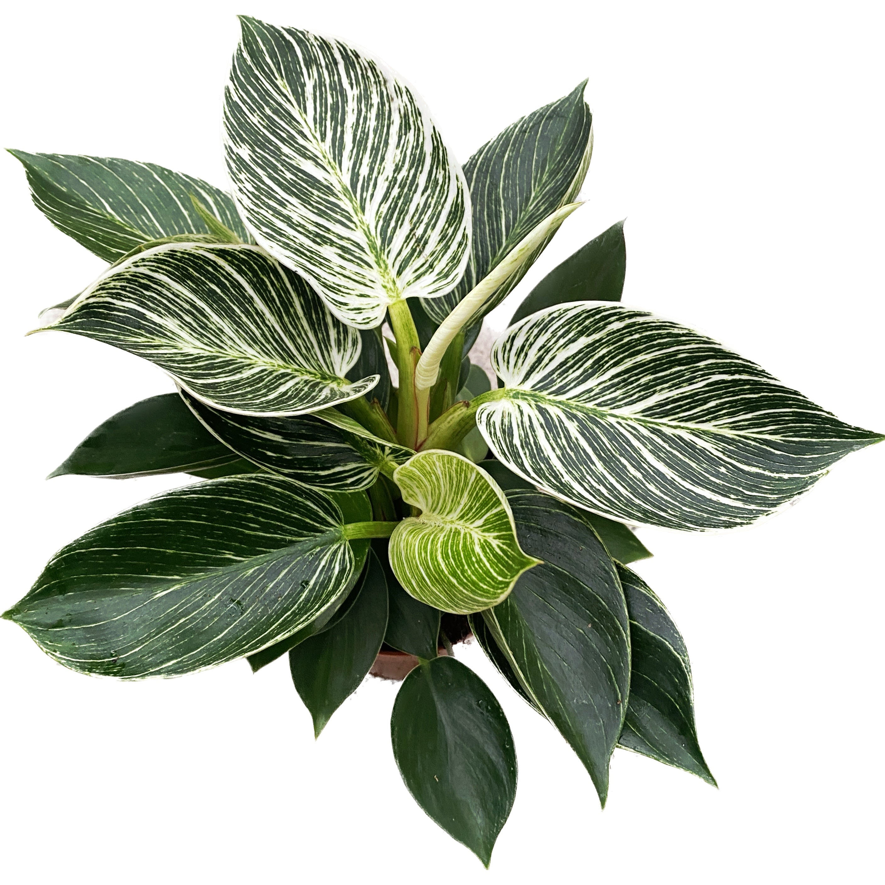 Philodendron Birkin (White Wave, White measure)