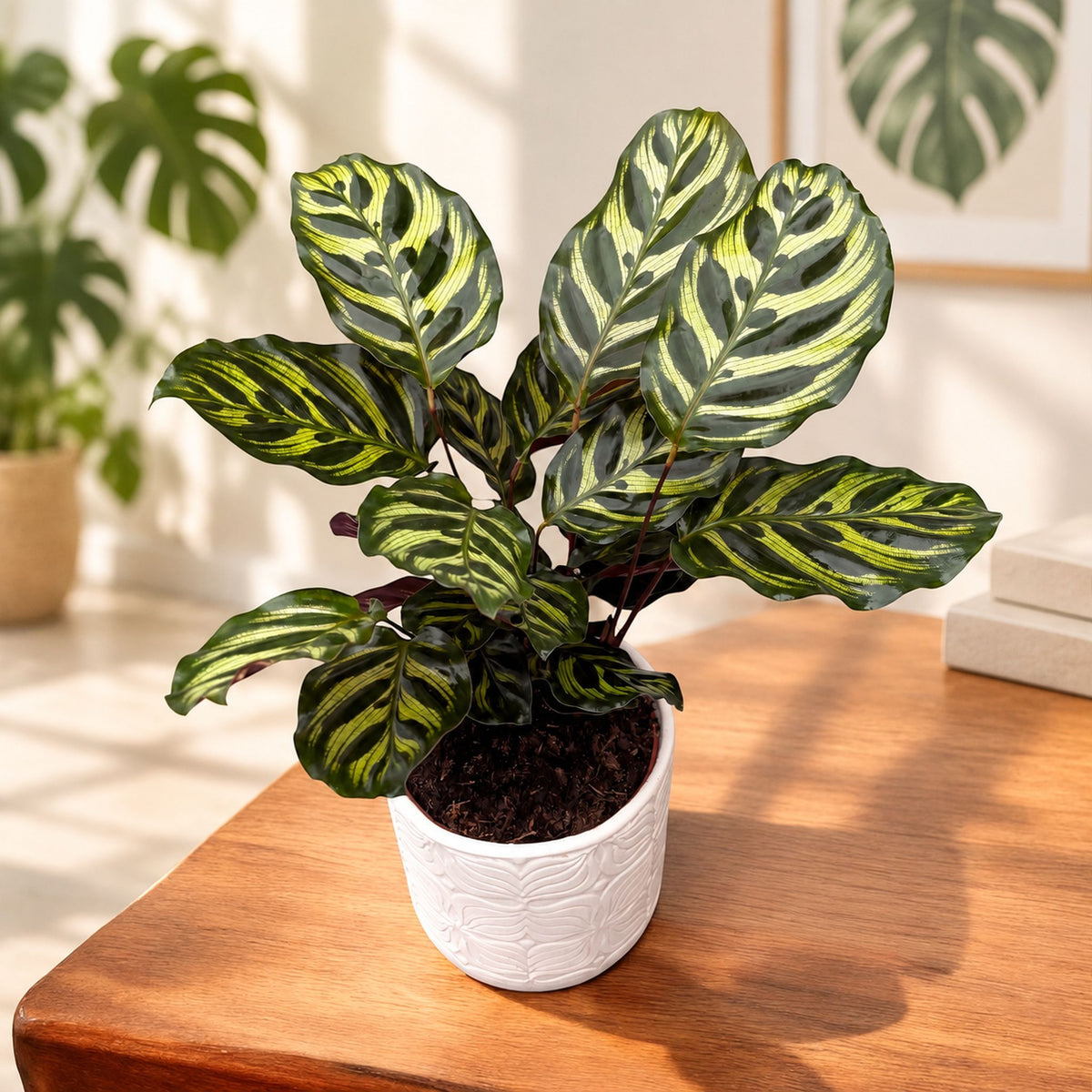 Calathea Makoyana, Pfauenpflanze