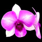 Dendrobium Burana Racha