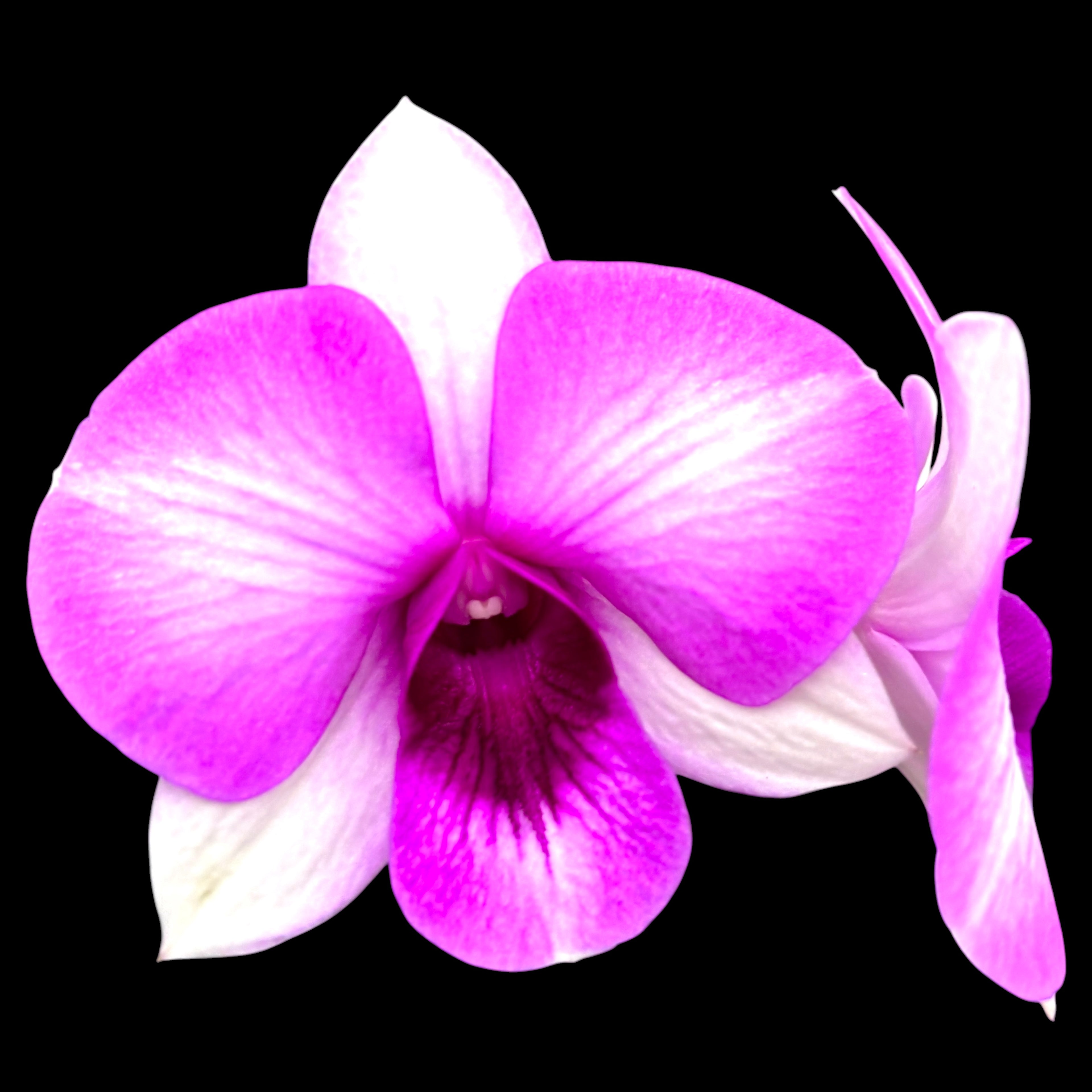 Dendrobium Burana Racha
