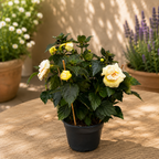 Achimenes ‘Yellow English Rose’ - flori duble mari, asemanatoare trandafirilor englezesti