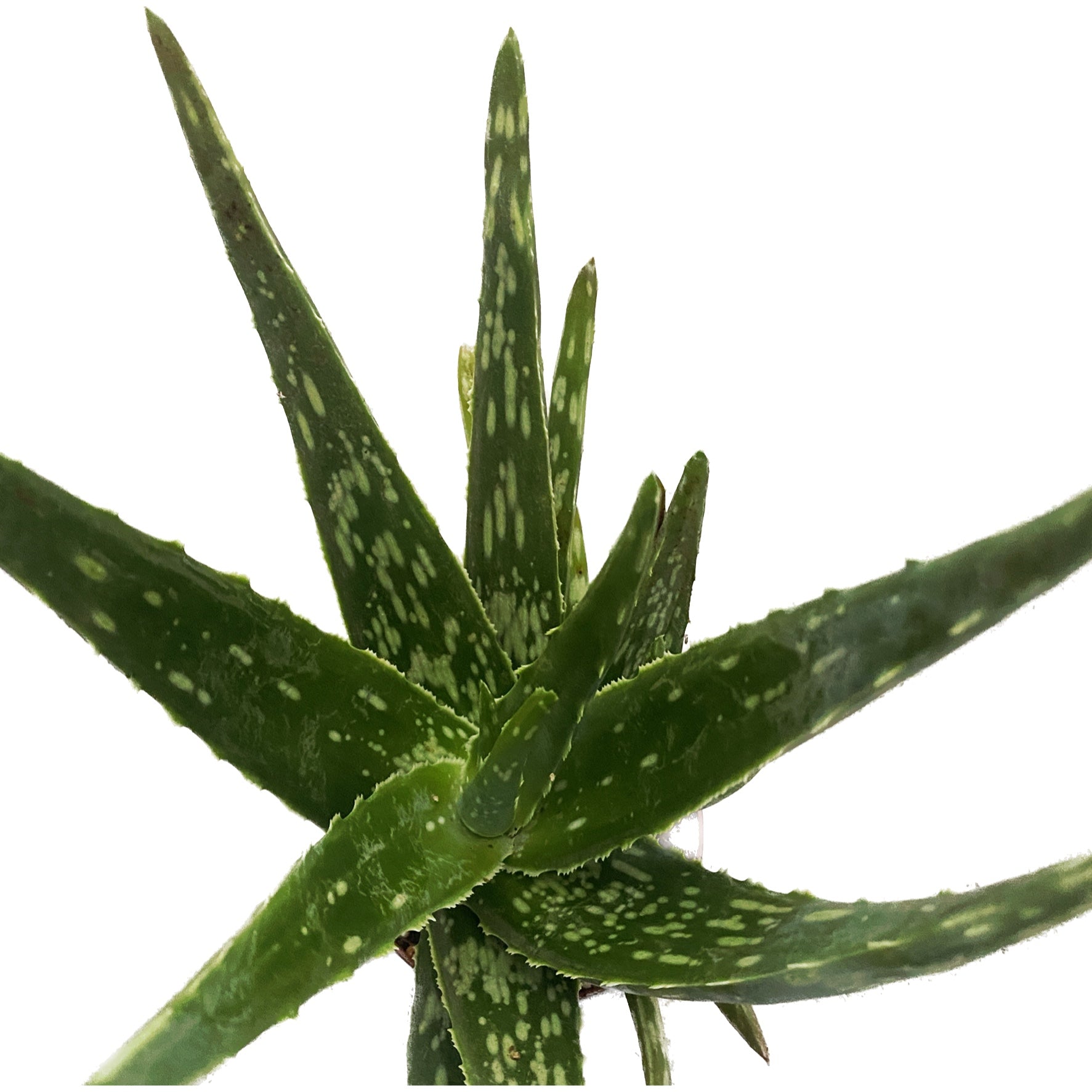 Aloe Vera Variegata