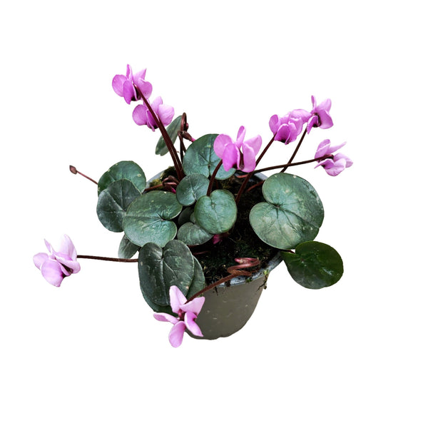 Cyclamen coum 'Cyberia Pink' (Persian Violet) de gradina