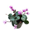 Cyclamen coum 'Cyberia Pink' (Persian Violet) de gradina