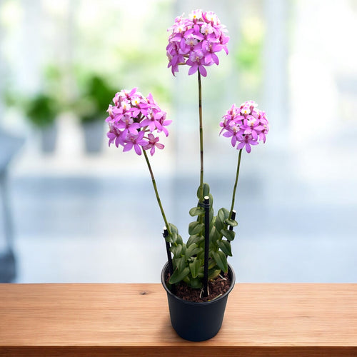 Epidendrum radicans 'Dark Pink' XL