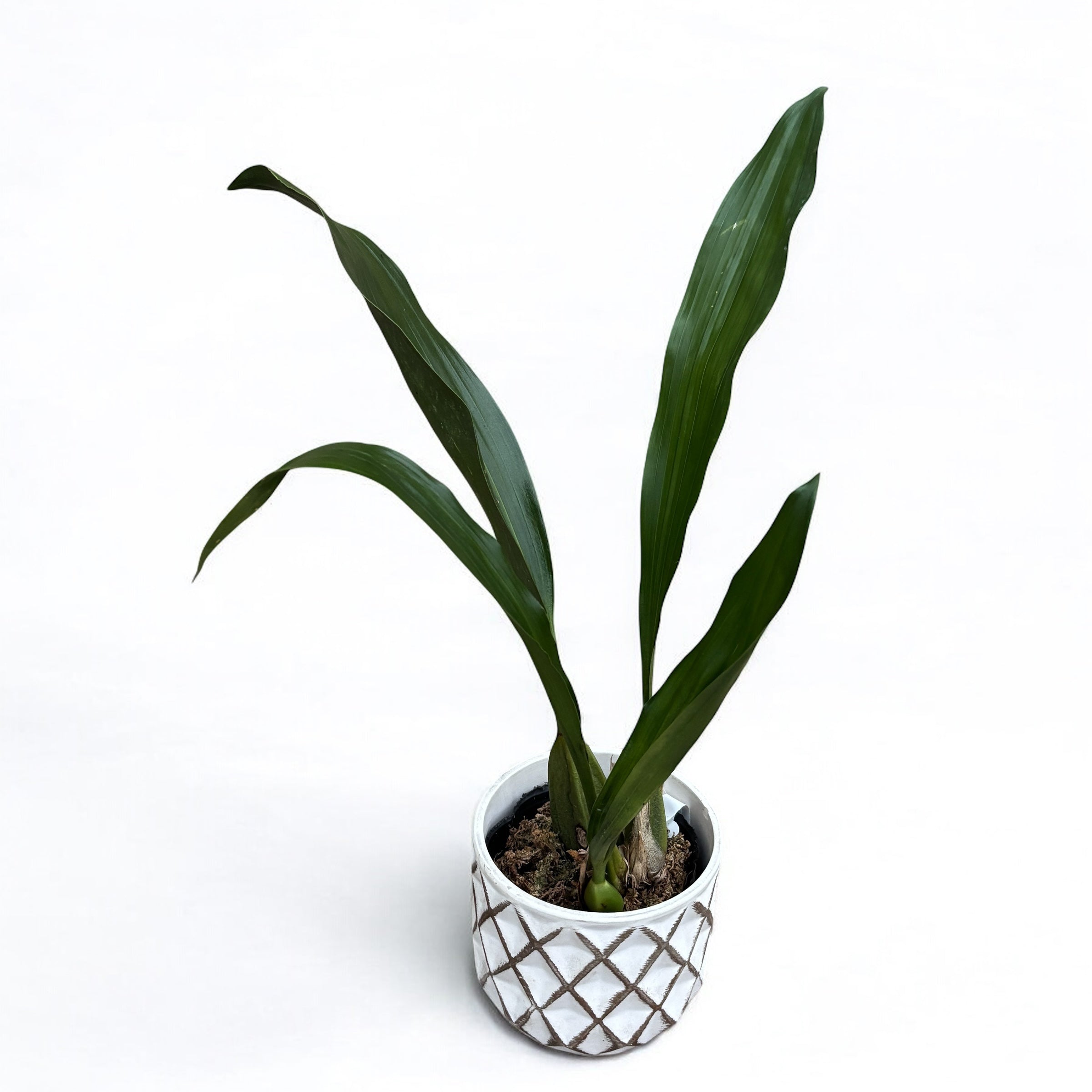 Bifrenaria harrisoniae *parfumata