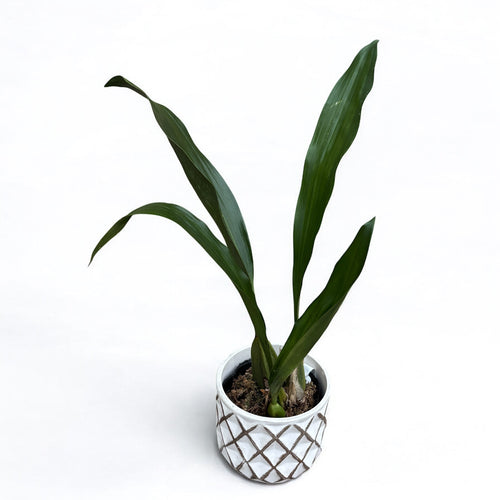 Bifrenaria harrisoniae *parfumata