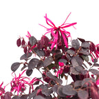 Bonsai Loropetalum - frunzis bordo spectaculos si aspect rafinat