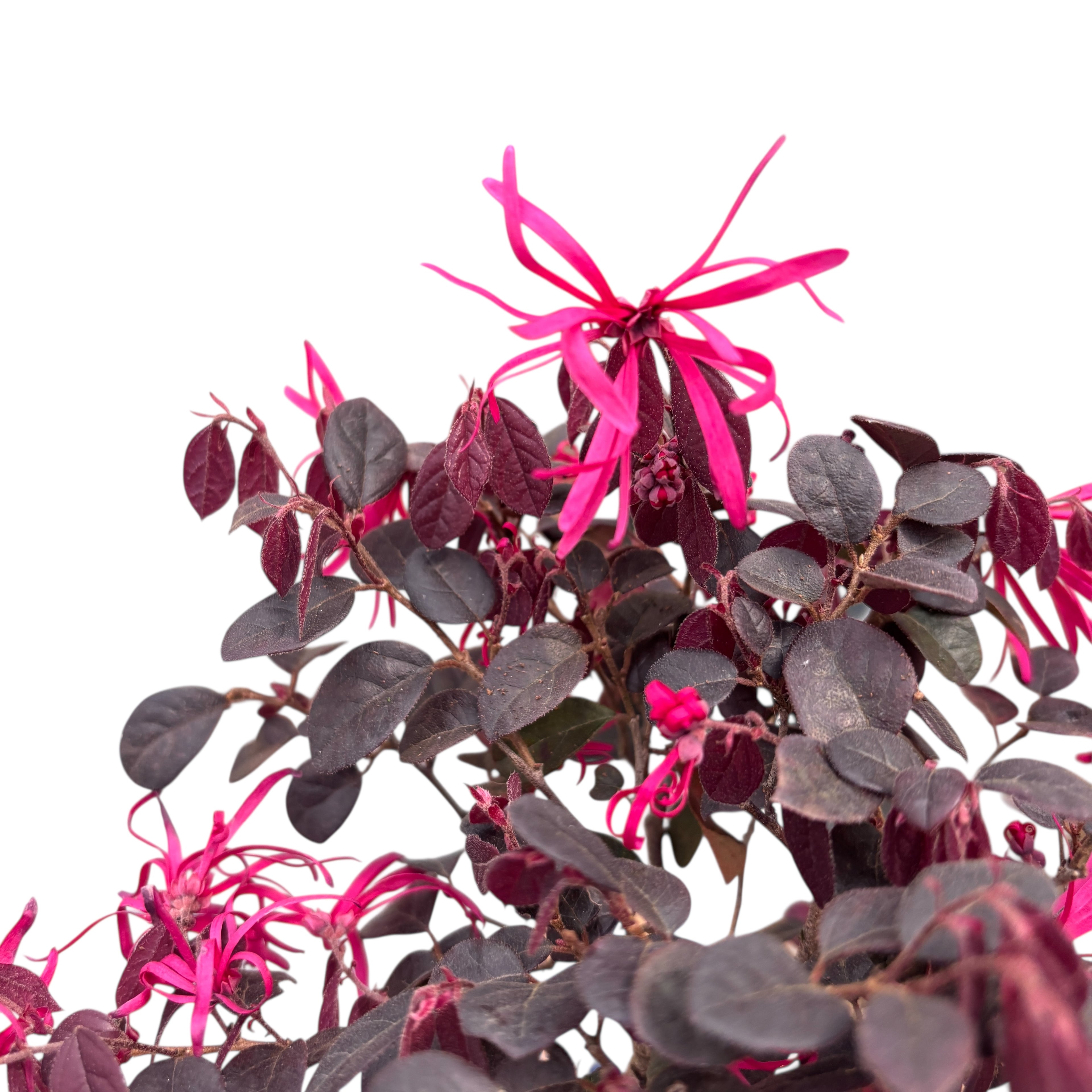 Bonsai Loropetalum - frunzis bordo spectaculos si aspect rafinat