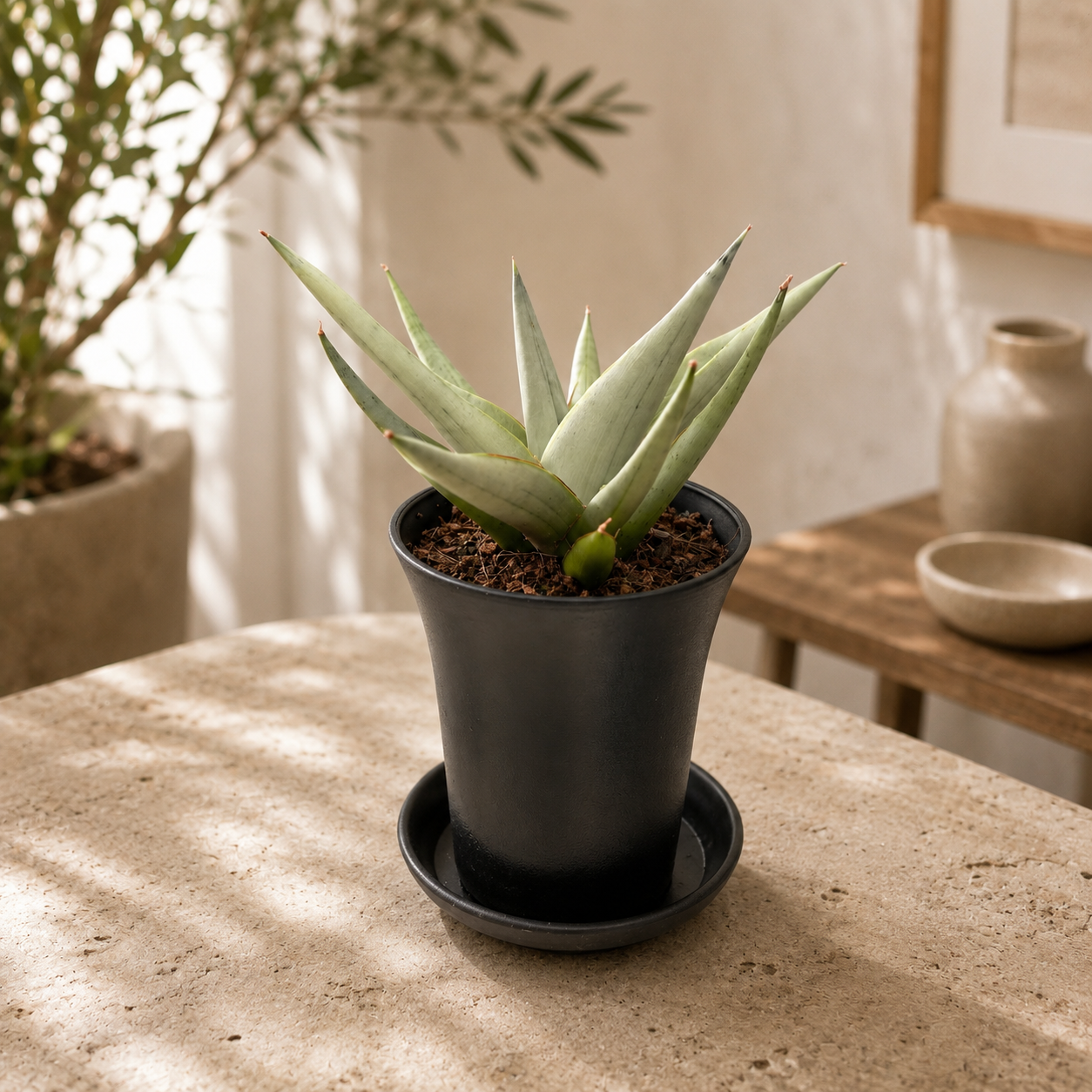Sansevieria ‘Comet Pastel Grey’