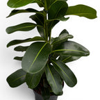 Ficus microcarpa ‘Smile’ - ficus compact cu frunzis bogat