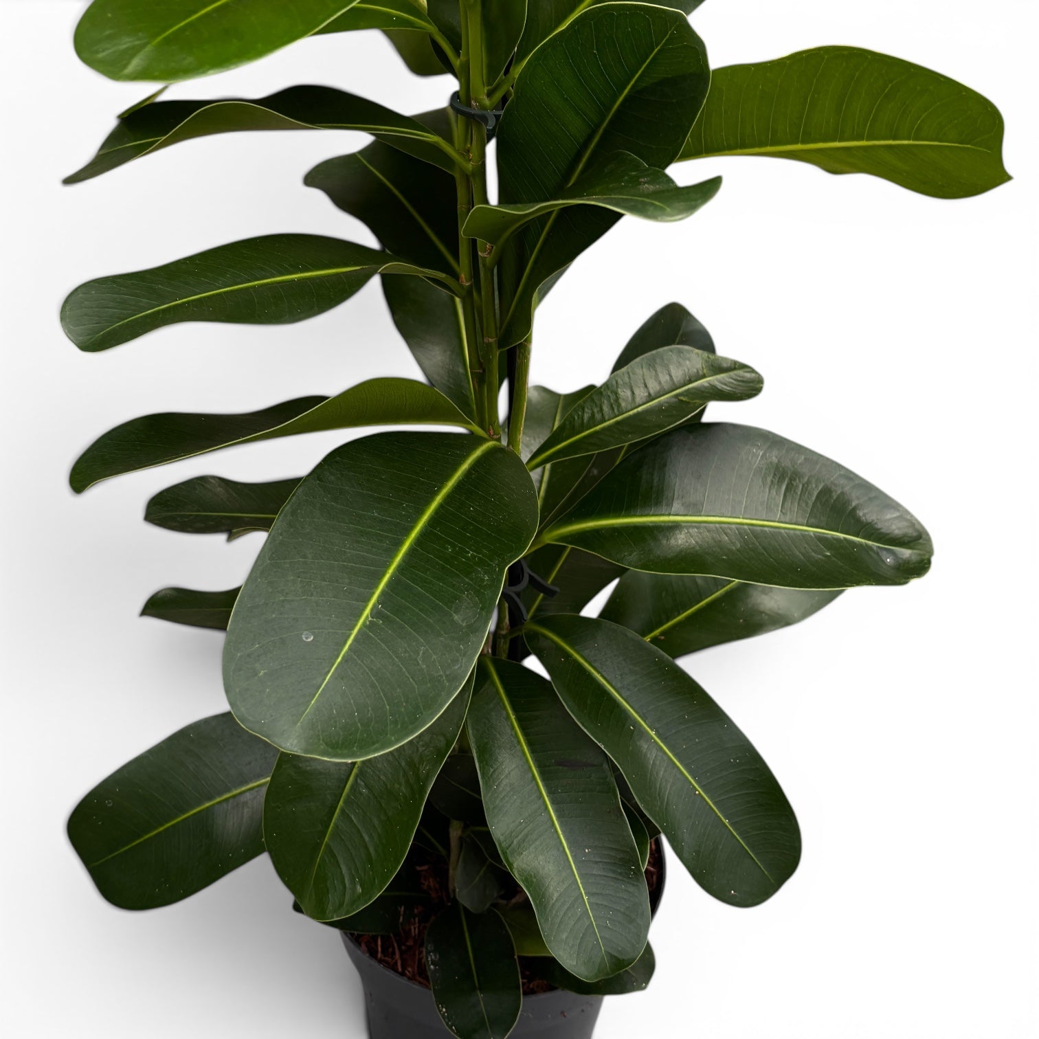 Ficus microcarpa ‘Smile’ - ficus compact cu frunzis bogat