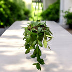 Hoya burtoniae - развити екземпляри