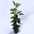 Ficus microcarpa ‘Fuji’ - ficus compact cu frunze lucioase si port elegant