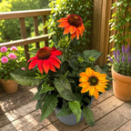 Echinacea purpurea 'Lakota Orange'