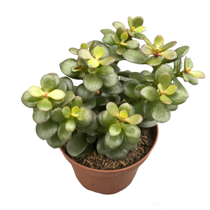 Crassula ovata 'Minor' (arborele de jad)