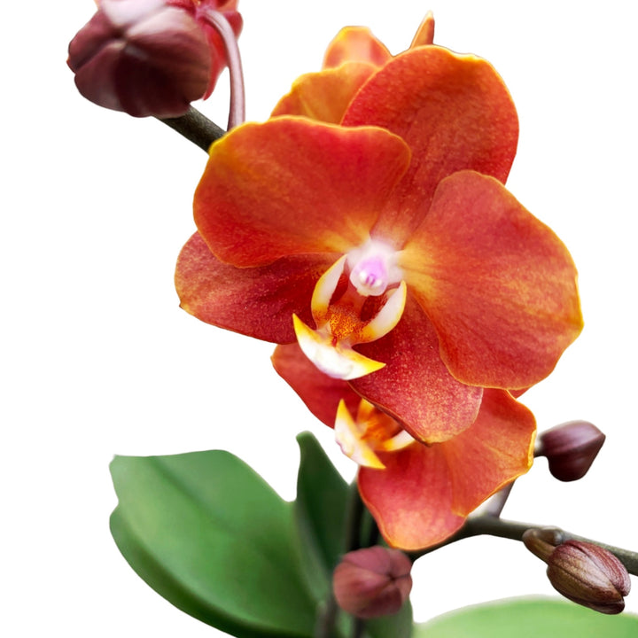 Phalaenopsis Horizon