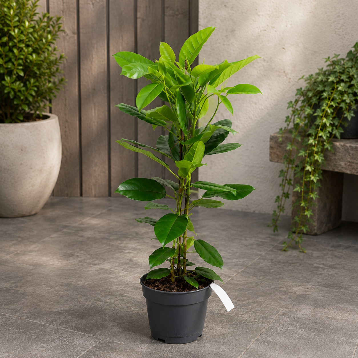 Ficus microcarpa ‘Fuji’ - ficus compact cu frunze lucioase si port elegant