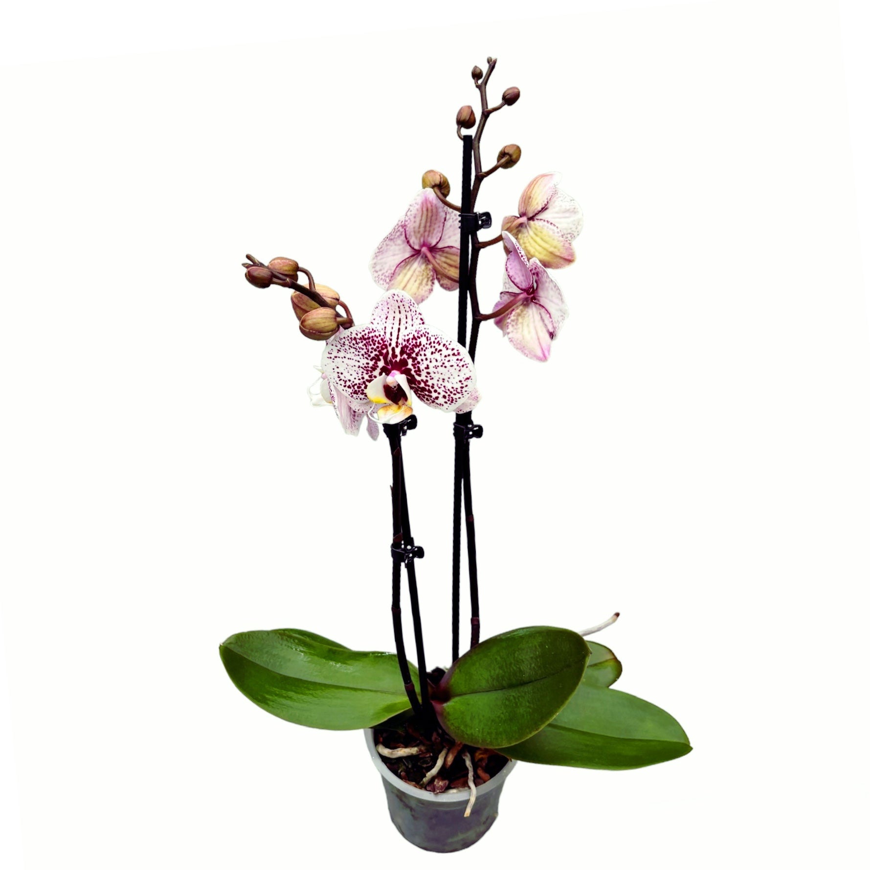 Phalaenopsis Dutch Beauty