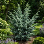 Juniperus squamata 'Meyeri' - Ienupar albastru