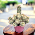 Mammillaria elongata Amarilla (Cactus Dedos de Dama)