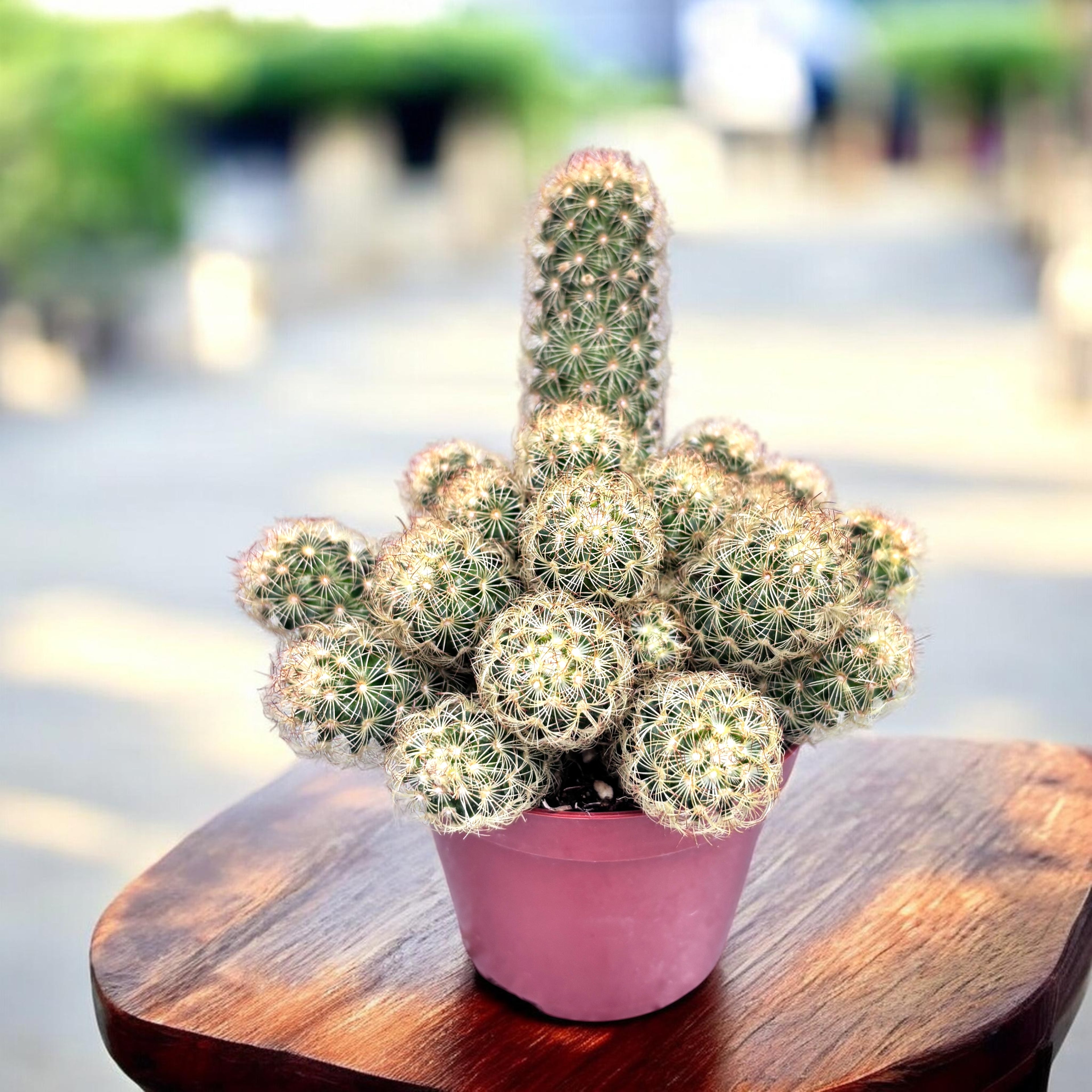 Mammillaria elongata Amarilla (Cactus Dedos de Dama)