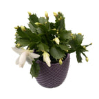 Schlumbergera 'White Brazil' (Flor de Navidad blanca) 2pp