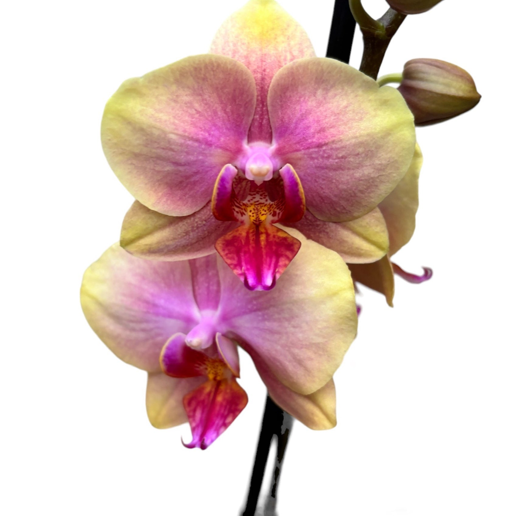 Phalaenopsis Sara Blush (Avatar)