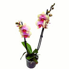 Phalaenopsis Sara Blush (Avatar)