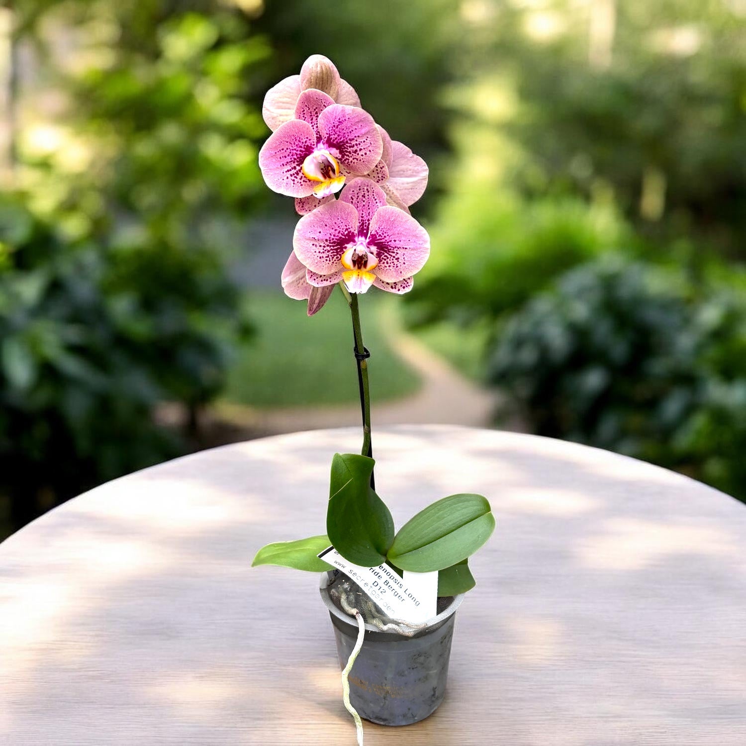 Phalaenopsis Long Pride Berger
